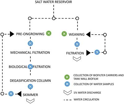 The network of nitrifying and pathogenic prokaryotic interactions in a recirculating aquaculture system of a sole (Solea senegalensis) hatchery